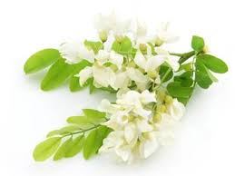 Rutin powder 8