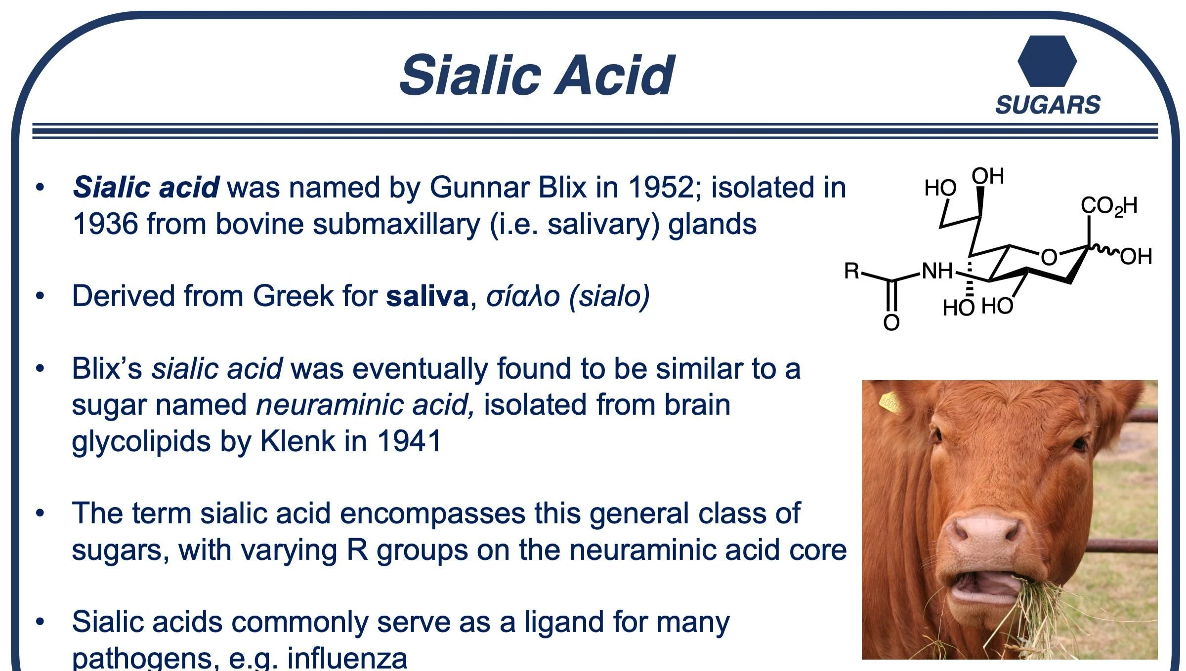Sialic acid manufacture